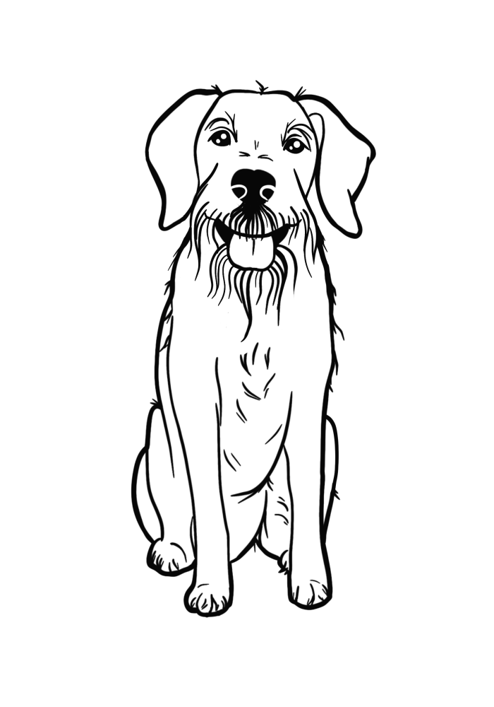 Dougal